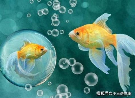 那種魚最好養|養魚新手避坑指南